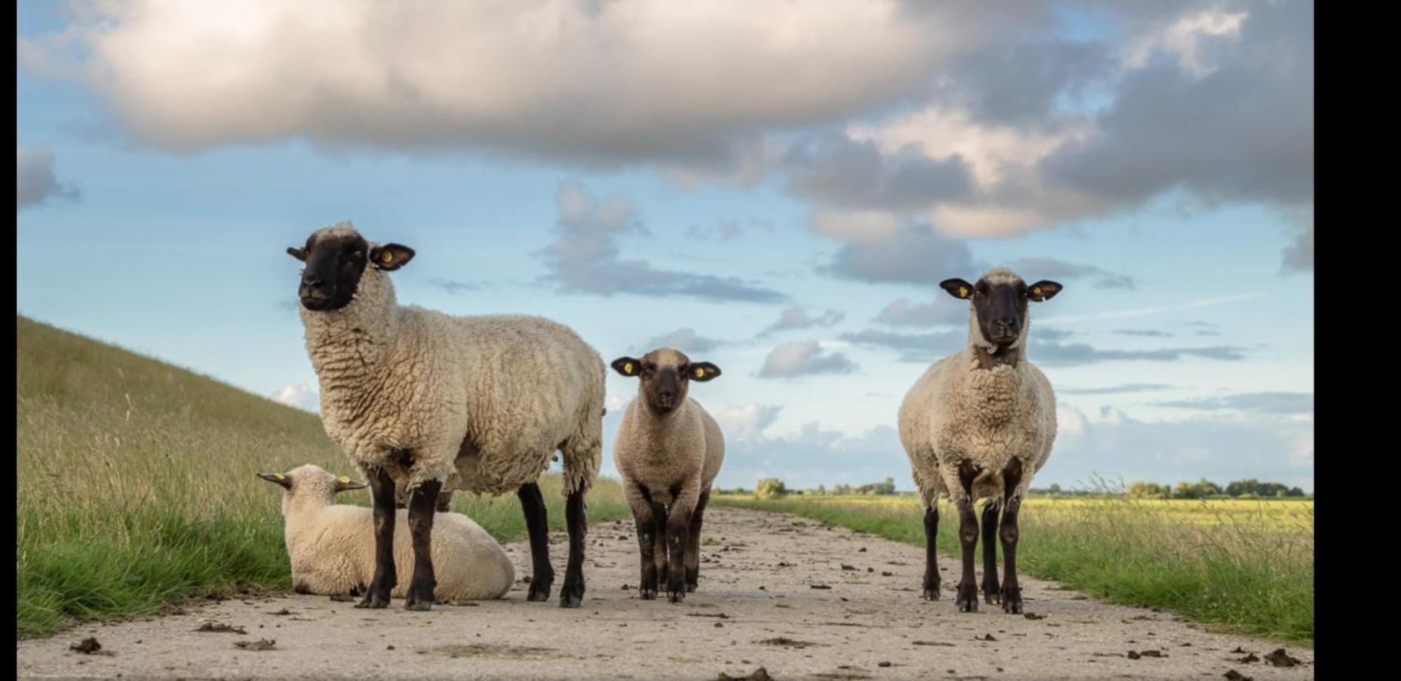 Am Alten Siel Wilhelmshaven Exteriér fotografie